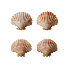 Obraz premium Four Scallop Shells on Transparent Background