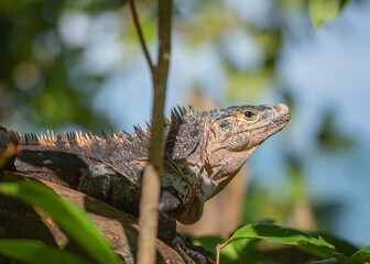 Wild Iguana in Costa Rica