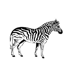 Fototapeta premium zebra vector illustration