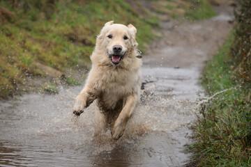 Golden retriever courre dans une flaque d'eau