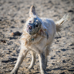 Golden retriever entrain de se secouer