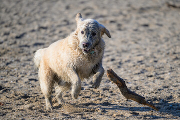 Golden retriever joue dans le sable et vient de l&acirc;cher son bout de bois