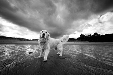 Golden retriever sur la plage avec un ciel mena&ccedil;ant