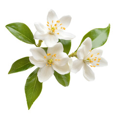 Obraz premium Bright white jasmine flowers with green leaves