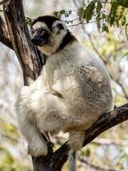 Weiße Sifaka Maki