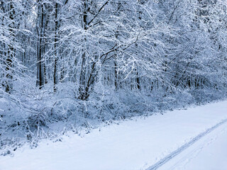 Fototapeta premium Snowy forest road with winter snowy trees.