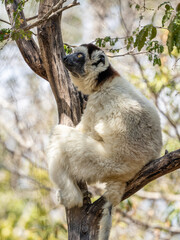 Weiße Sifaka Maki