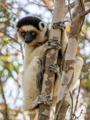 Weiße Sifaka Maki