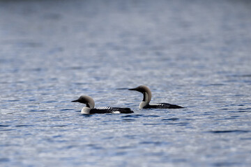 Fototapeta premium Black throated loons on the water
