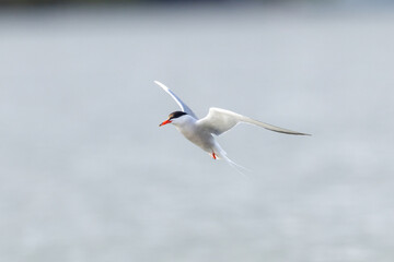 Common tern in flight © Johan