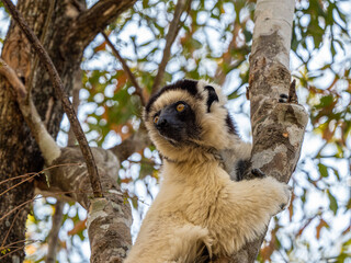 Weiße Sifaka Maki