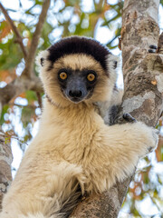 Weiße Sifaka Maki