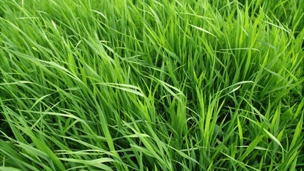 Obraz premium A seamless green grass texture covering the entire image, showcasing a rich, natural look with three distinct shades of green: light, medium, and deep forest green. The grass blades should vary in len