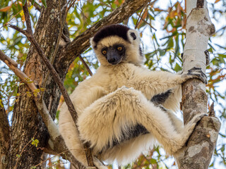 Larvensifaka
