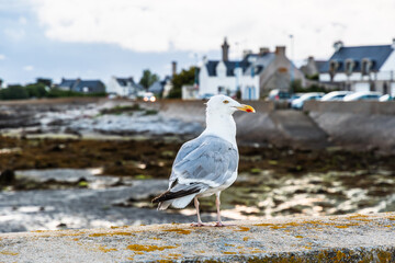 Seagulls on a harbor wall at atlanctic coast
