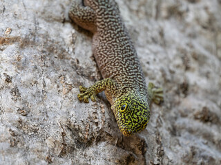 Querstreifen-Taggecko