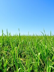 Fototapeta premium Vibrant and lush green grass meadow under a clear blue sky, meadow