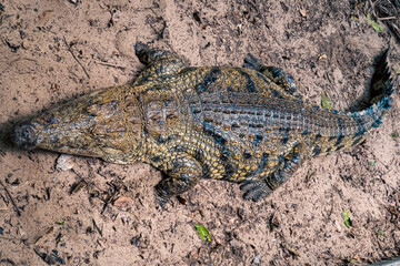 A Nile crocodile at Kaole Snake Museum in Kaole - a 13th century German colonial fort in Bagamoyo, Tanzania
