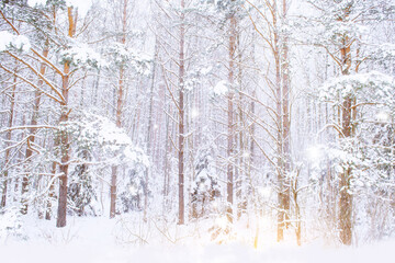 Landscape. Frozen winter forest with snow covered trees.
