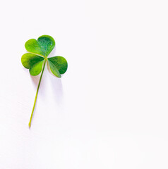 St. Patrick's Day. green clover leaves. natural background.