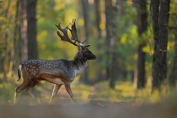 Daniel zwyczajny (Dama dama) © Bartosz Rakoczy