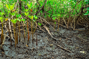 View of crabs amidst Mangrove trees at the Old Port at Kaole Ruins - a 13th century trading post and German colonial fort in Bagamoyo, Tanzania 
