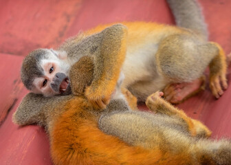 Wild Squirrel Monkeys Playing in Costa Rica