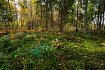 A beautiful natural forest in the Knyszyńska Forest
