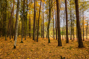 A beautiful natural forest in the Knyszyńska Forest
