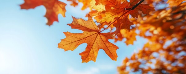 Close-up of vibrant orange autumn leaves against a clear blue sky, showcasing the beauty of fall foliage in natural light.