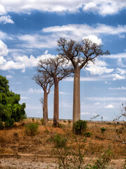 Baobab
