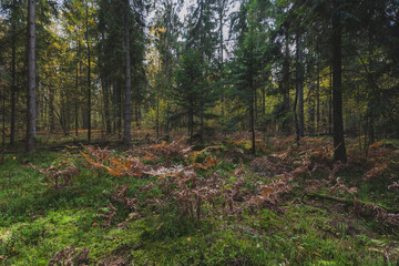 A beautiful natural forest in the Knyszyńska Forest
