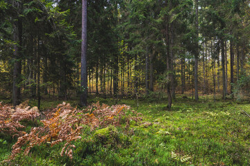 A beautiful natural forest in the Knyszyńska Forest
