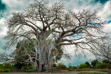 A tourist standing next to a boabab tree at Kaole Station Museum at Kaole Ruins - a 13th century...