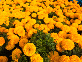 Mexican Marigold flowers are a solid background. Autumn composition. Background for the Day of the Dead.