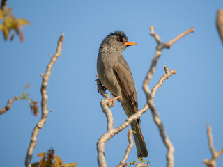 Madagaskar-Rotschnabelbülbül