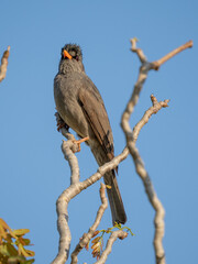 Madagaskar-Rotschnabelbülbül