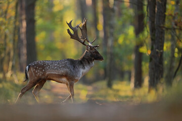 Daniel zwyczajny (Dama dama) © Bartosz Rakoczy