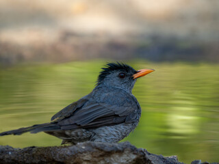 Madagaskar-Rotschnabelbülbül