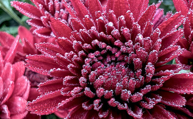 Macro of chrysanthemum grandiflorum burgundy with drops of autumn dew, trendy color for background