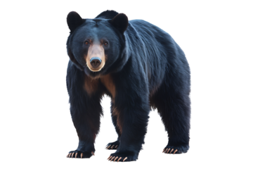 black bear stands on transparent background