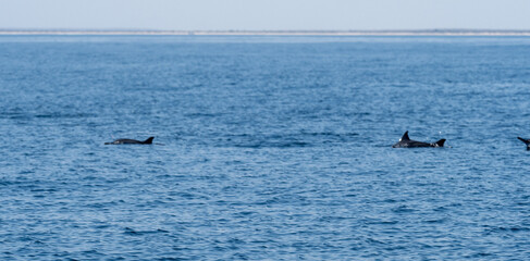 Fototapeta premium Delphin