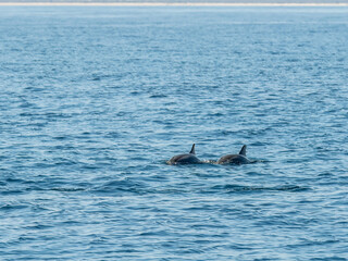 Delphin