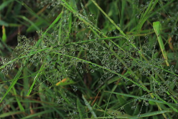 dew on grass