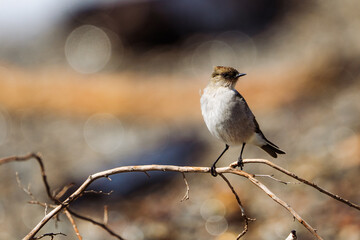 Dormilona sobre una rama 