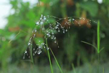 dew in grass