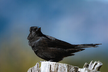Tordo contra el viento