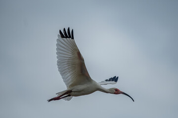 Close-up view of a white ibis (Eudocimus albus) in the equator. White ibis birds living freely in their natural habitat.