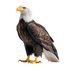 Obraz premium Majestic Bald Eagle Perched on White with Transparent Background