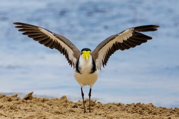 Masked lapwing bird on a sandy beach